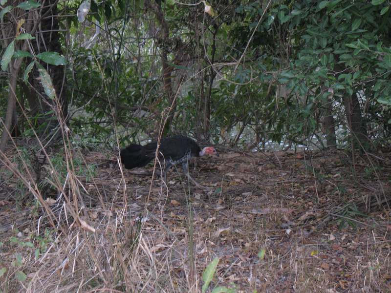 Lakefield National Park - Walkabout